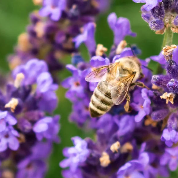 Lavender & Herbal Teas as Medicine