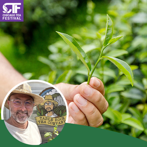 Growing and Producing Tea in the United States: From Hobby to Commercial Farming