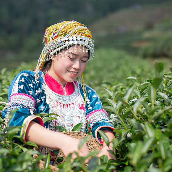 The Women of the Tea Industry - Pillars of Tradition and Empowerment