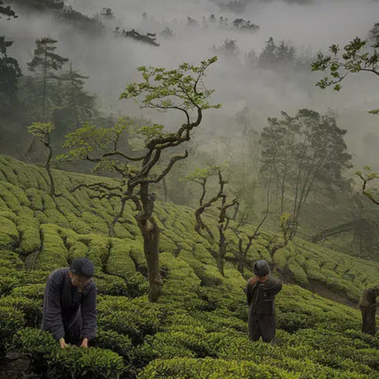 Rock Tea - China’s Revered Oolongs