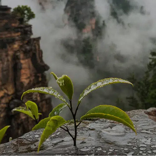 Rock Tea - China’s Revered Oolongs