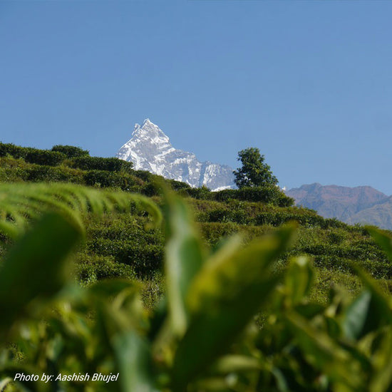 Nepal's Re-evolution in Tea: Journey to the Highest Teas on Earth